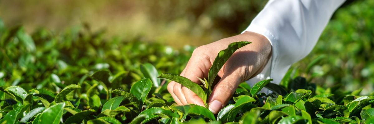 Woman picking tea leaves by hand in green tea farm. Woman picking tea leaves by hand in green tea farm.